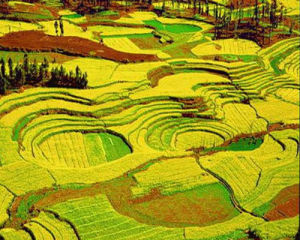 羅平油菜花文化旅遊節 羅平油菜花文化旅遊節