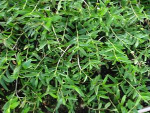 廣東康華生物科技有限公司 廣東康華生物科技有限公司