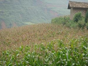 大治租村-玉米種植