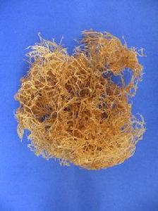 石花菜科 石花菜科