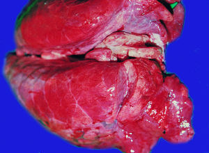 豬支原體肺炎 豬支原體肺炎