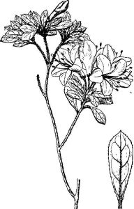 南昆杜鵑（原變種）