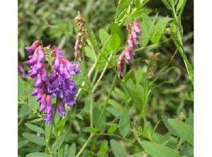 遼野豌豆 遼野豌豆
