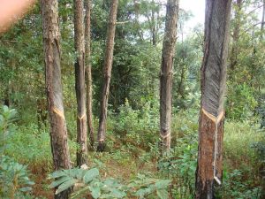 盧山自然村 盧山自然村