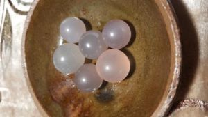 佛身舍利 佛身舍利