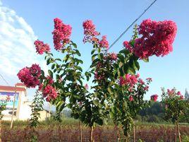 速生大紅紫薇 速生大紅紫薇