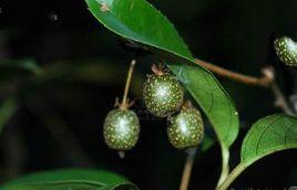 滑葉獼猴桃 滑葉獼猴桃