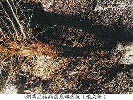 菸草立枯病 菸草立枯病