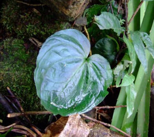 黑藥花科 黑藥花科
