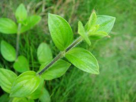 金毛耳草 金毛耳草