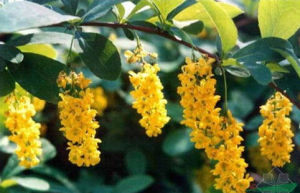 粉果小檗 粉果小檗