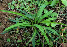 多頭苦蕒菜 多頭苦蕒菜