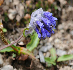 長蕊青蘭 長蕊青蘭