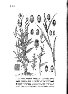 短穎臂形草 短穎臂形草