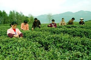 柳林鄉[河南省信陽市溮河區柳林鄉]