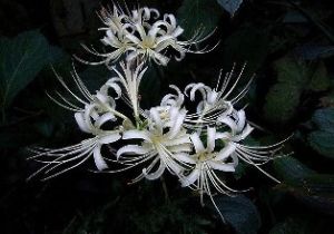 曼陀羅族 曼陀羅族