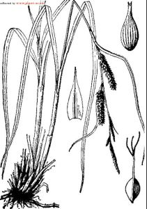 紅穗苔草