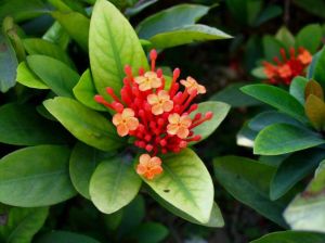 泡葉龍船花 泡葉龍船花