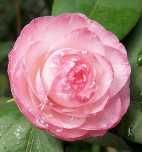 大彩丹茶花 大彩丹茶花