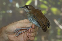 侏儒蟻鶇 侏儒蟻鶇