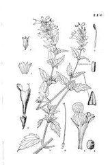 小荊芥組 小荊芥組