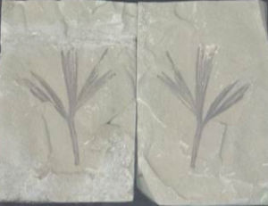 楔拜拉屬 楔拜拉屬