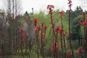 厚柱山麻桿 厚柱山麻桿