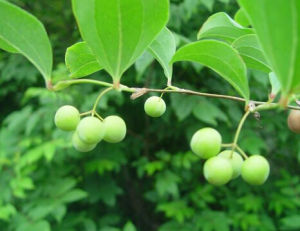 菱葉菝葜 菱葉菝葜