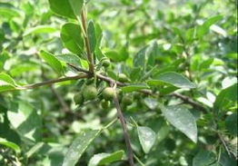 蔓生鼠李 蔓生鼠李