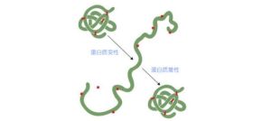 蛋白質的變性作用 蛋白質的變性作用