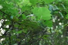 椴葉鞘柄木 椴葉鞘柄木