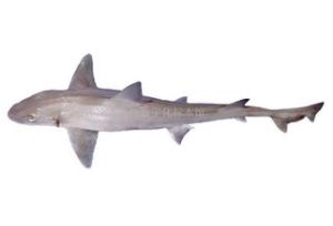 太平洋長唇溝鯊 太平洋長唇溝鯊