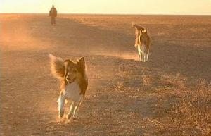 唐西草原 唐西草原