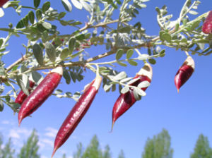 南口錦雞兒 南口錦雞兒