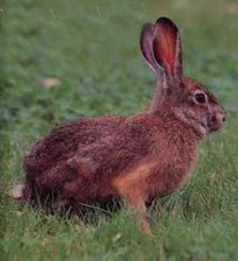 厚尾岩兔 厚尾岩兔