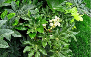 多室八角金盤 多室八角金盤