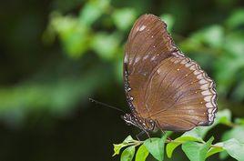 幻紫斑蛺蝶 幻紫斑蛺蝶