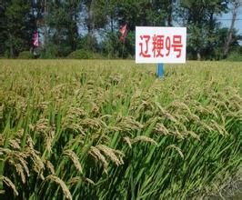 遼粳9號 遼粳9號