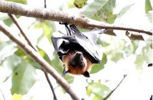 泰國豬鼻蝙蝠 泰國豬鼻蝙蝠