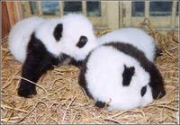 大熊貓亞科 大熊貓亞科