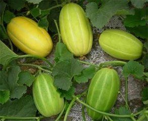 蒙甜3號 蒙甜3號