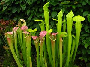 瓶子草屬 瓶子草屬