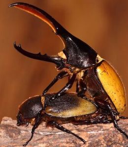 嗜鯡鯉蟲屬 嗜鯡鯉蟲屬