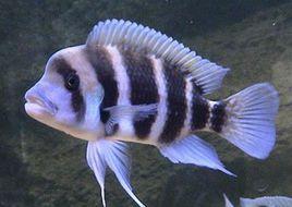 鵝頭六間 鵝頭六間