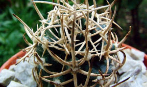 月華玉屬 月華玉屬