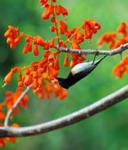 海南梧桐 海南梧桐