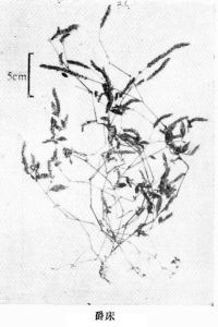 尾葉纖穗爵床 尾葉纖穗爵床