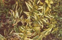 馬鈴薯皺縮花葉病 馬鈴薯皺縮花葉病