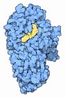 α-澱粉酶