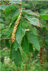 川黔千金榆 川黔千金榆